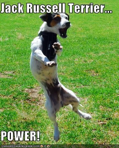 super hero jack russell meme