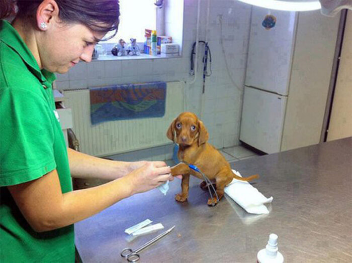 tiny-dog-vet.jpg