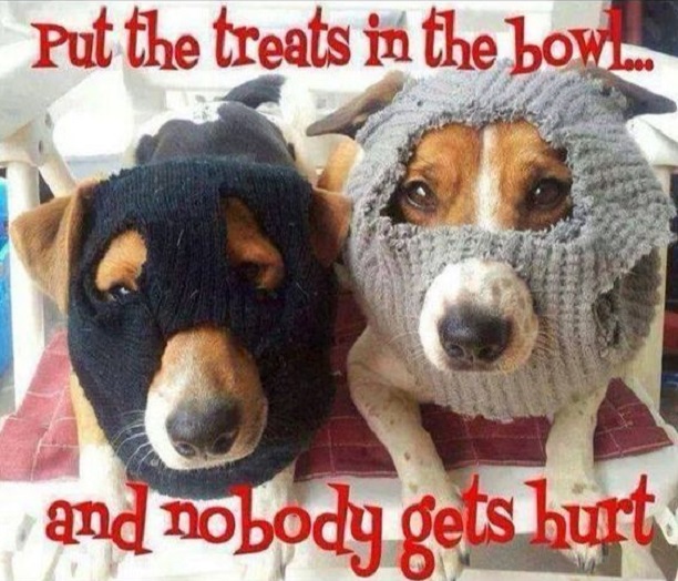 treats jack russells meme