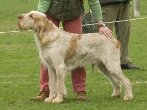 05042336_spinone_orange