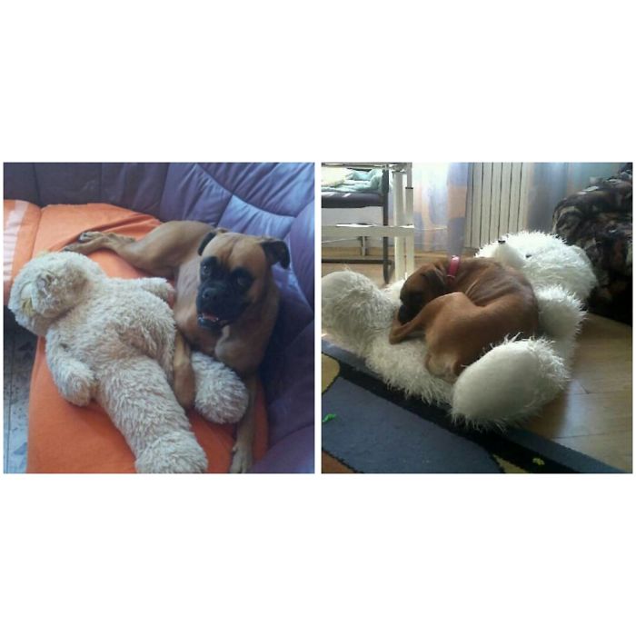 Three Years Later And She Still Loves Stuffed Bears