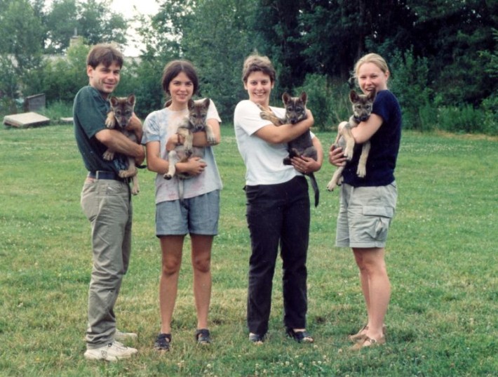 2-dogs-and-wolves