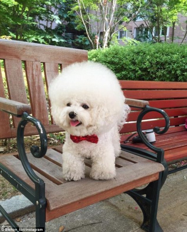 Dressed to impress: Tori also often rocks accessories like bow ties, hair bows and ribbons