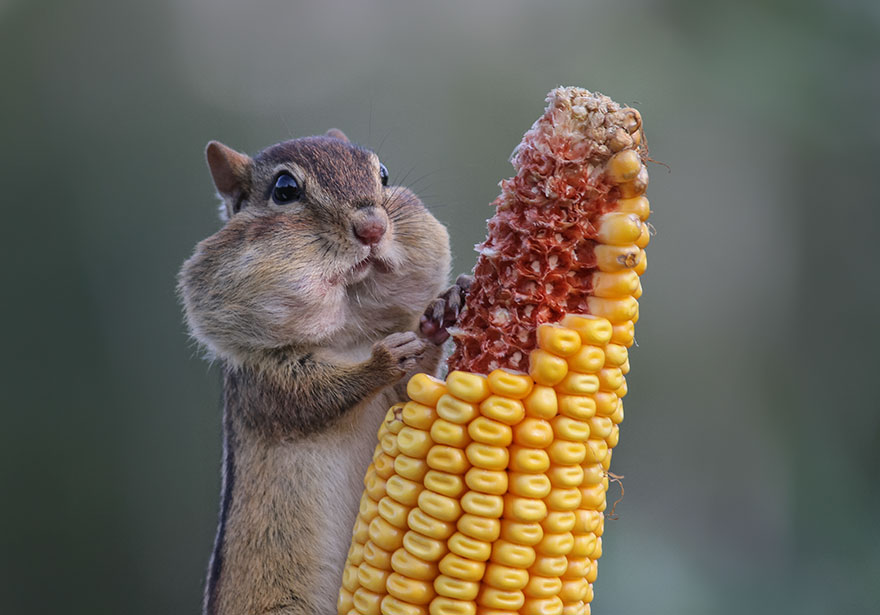 Comedy Wildlife Photo Awards Shortlist