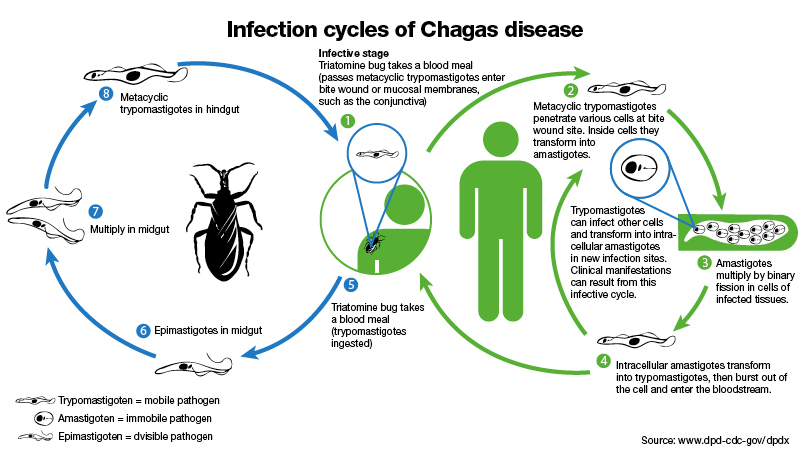 Cycles_Chagas_810