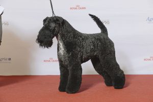 grupp_3_kerry_blue_terrier_se_uch_edbrios_don_giovanni_24227701641