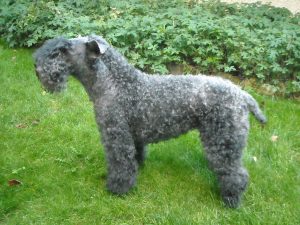 kerry_blue_terrier_062009