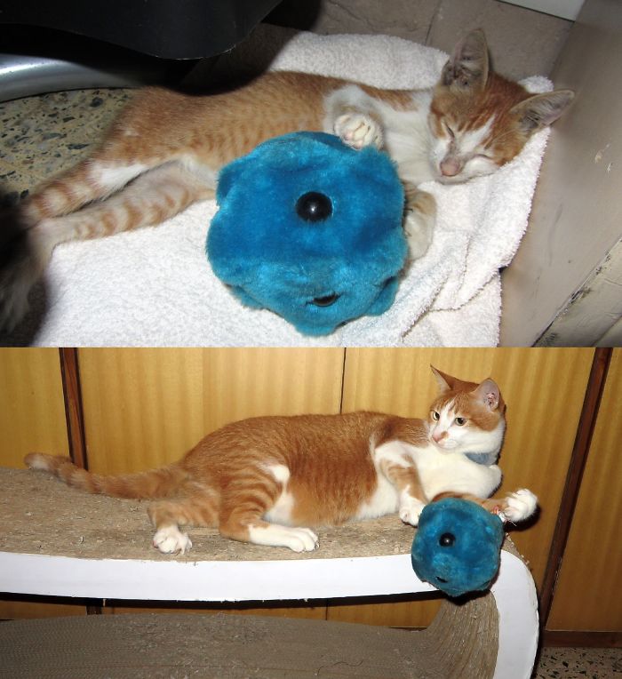 3 Yrs On, Marmalade Still Loves To Wrestle With The Cold - That Is This Cold Virus Plushie.