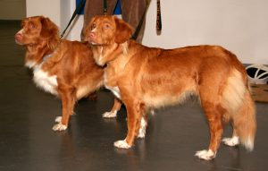 nova_scotia_duck_tolling_retriever_111