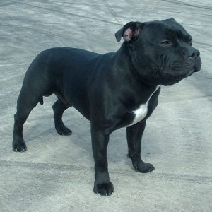 staffordshire_bull_terrier_600