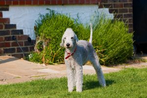 bedlington-terrier-164035_1280