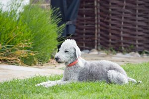 bedlington-terrier-76572_1280