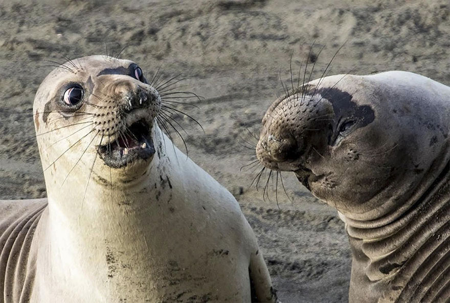 Wtf?!, San Simeon, California By George Cathcart