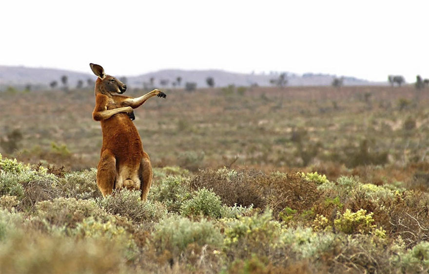 Kung Fu Training - Australian Style, Flowers Gap, Australia By Andrey Giljov