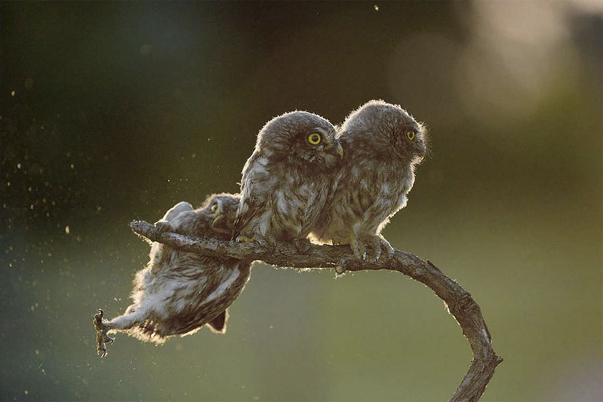 Help!!!, Opusztaszer, Hungary By Tibor Kercz