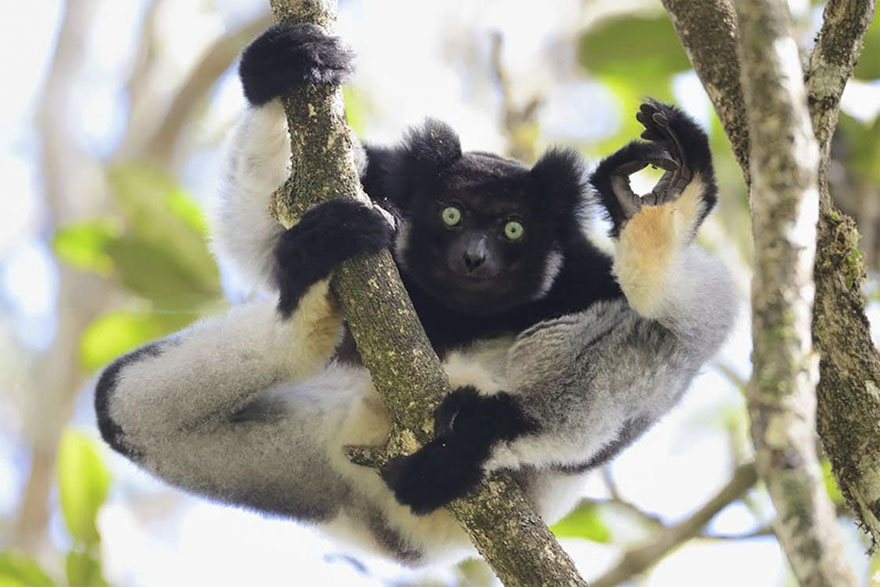 I’m Ok, Analamazaotra Special Reserve, Madagascar By Yamamoto Tsuneo