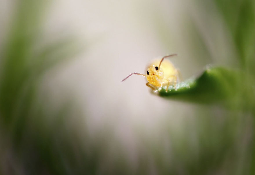 Pikachu!, Ramat Gan, Israel By Nadav Bagim