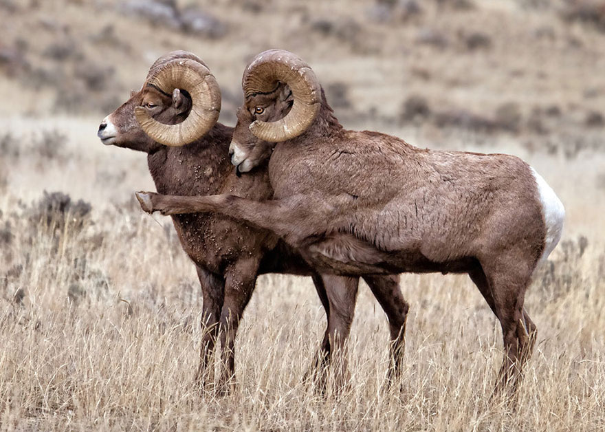 Comedy Wildlife Photo Awards Shortlist