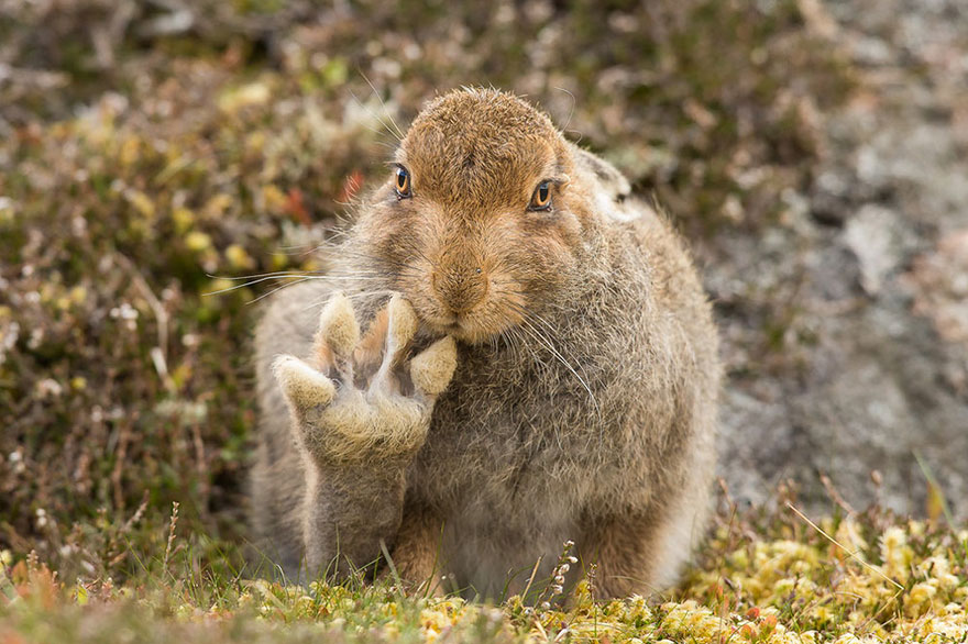 Comedy Wildlife Photo Awards Shortlist