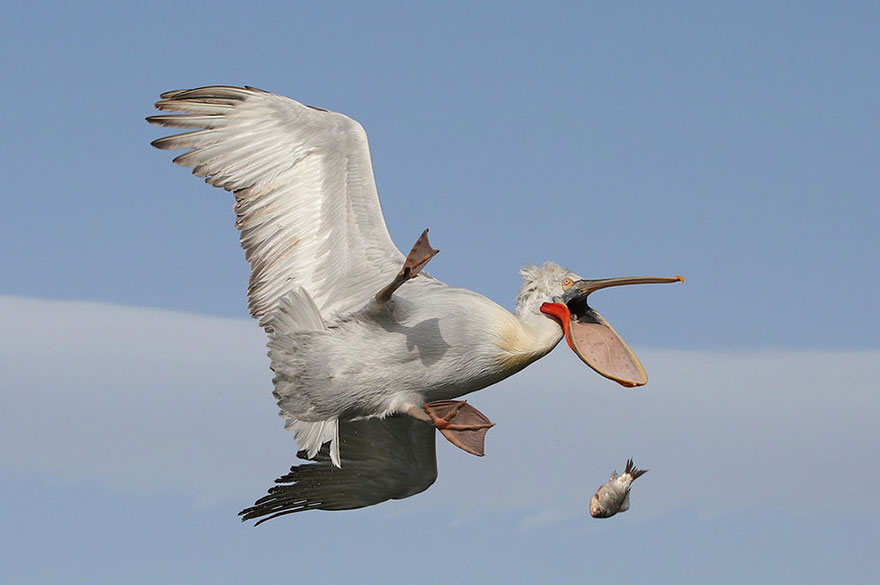 Comedy Wildlife Photo Awards Shortlist