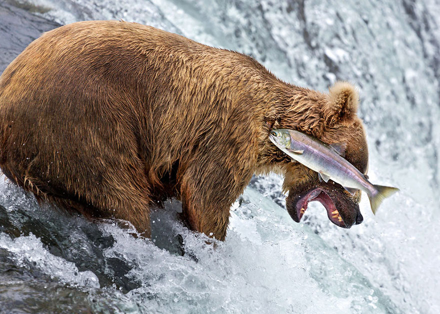 Comedy Wildlife Photo Awards Shortlist