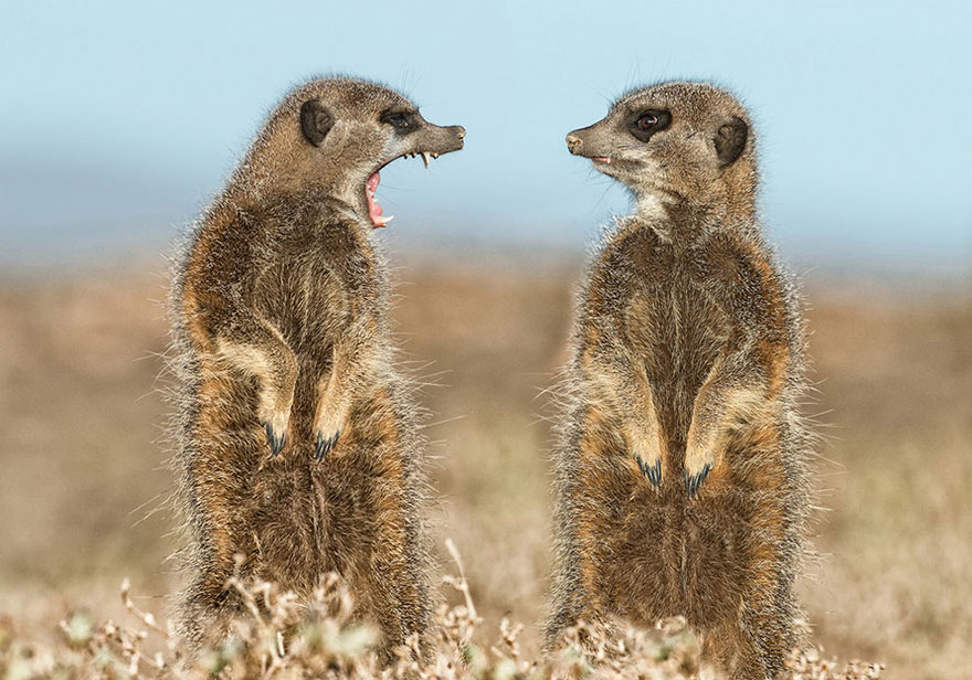 Comedy Wildlife Photo Awards Shortlist