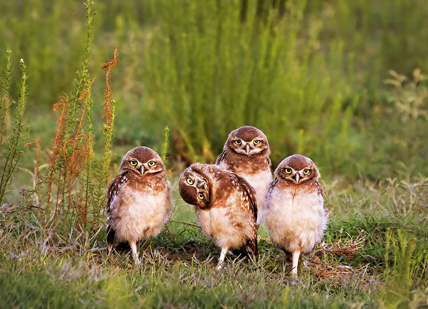 Comedy Wildlife Photo Awards Shortlist