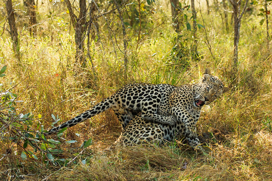 Comedy Wildlife Photo Awards Shortlist