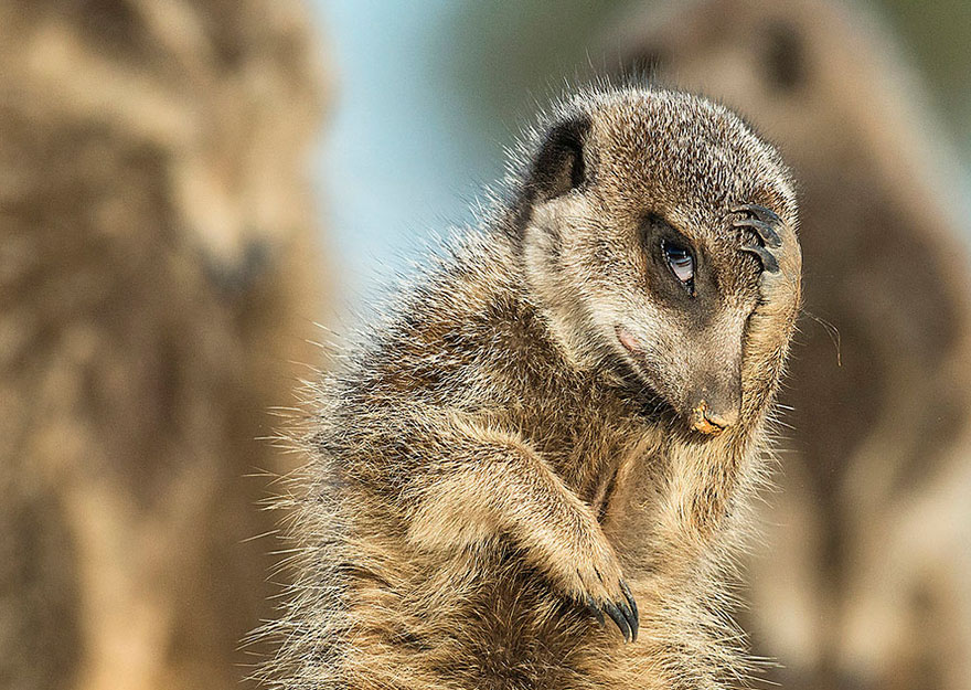 Comedy Wildlife Photo Awards Shortlist