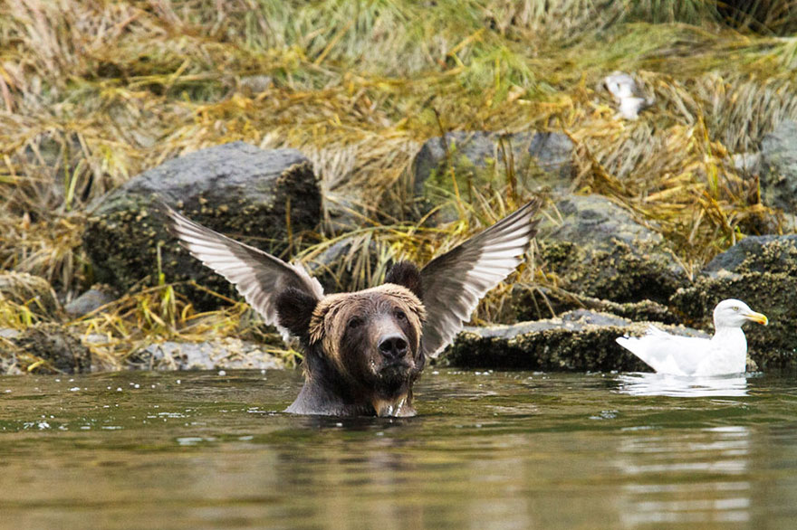 Comedy Wildlife Photo Awards Shortlist