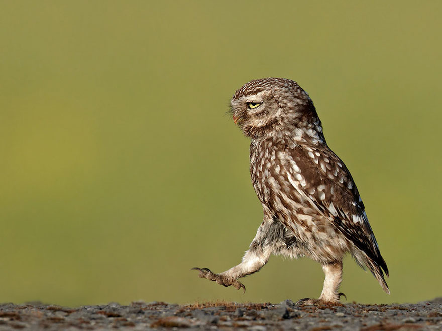 Comedy Wildlife Photo Awards Shortlist