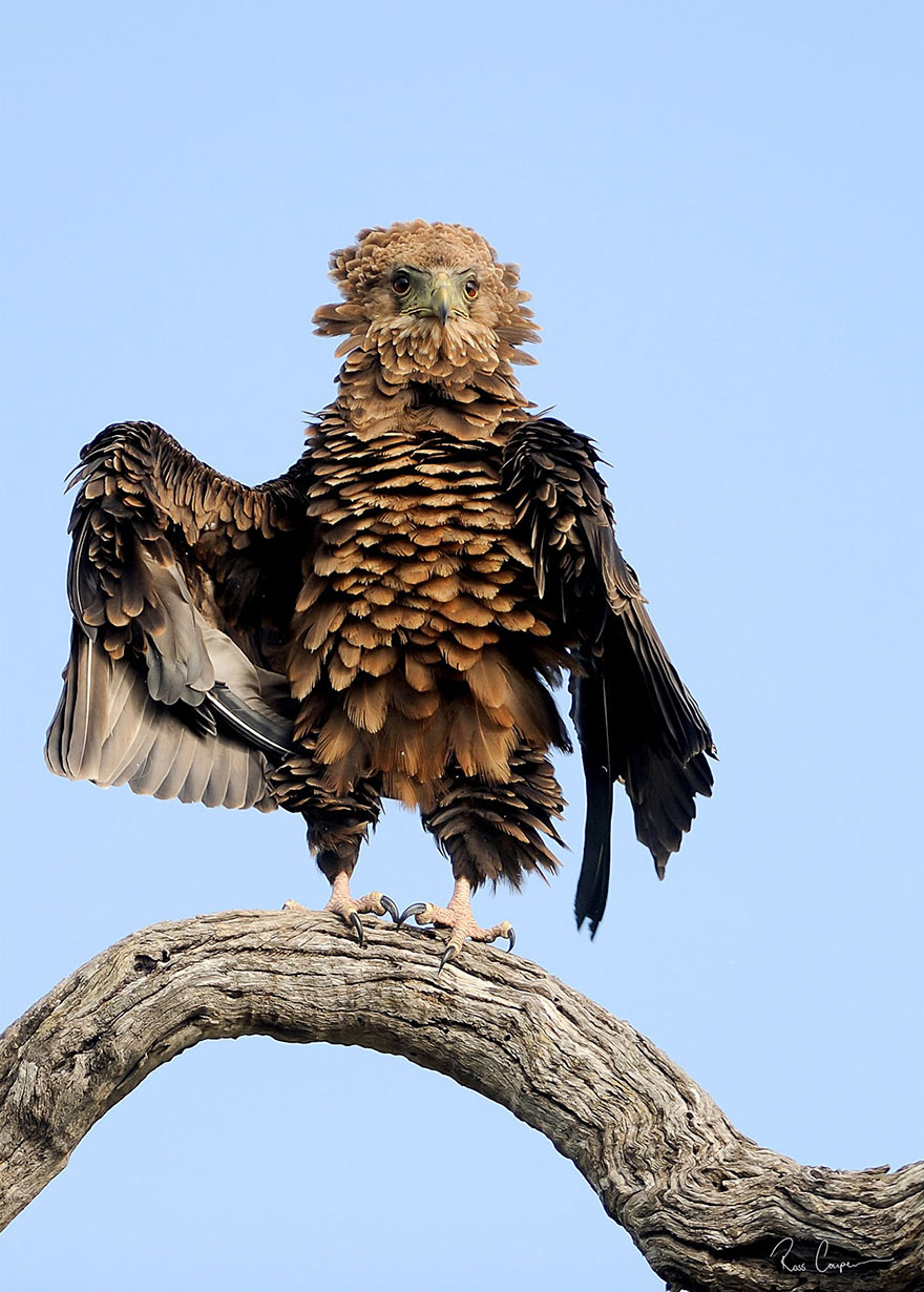 Comedy Wildlife Photo Awards Shortlist