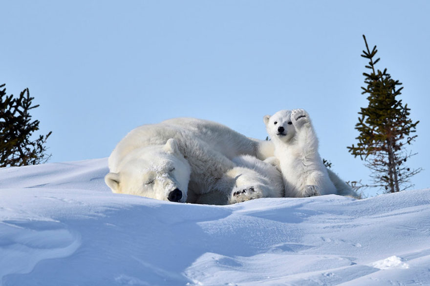 Comedy Wildlife Photo Awards Shortlist