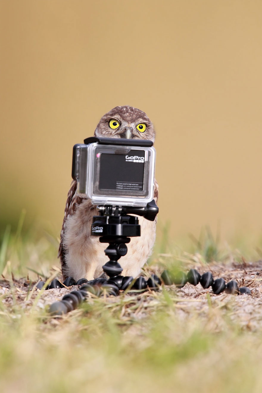 Comedy Wildlife Photo Awards Shortlist