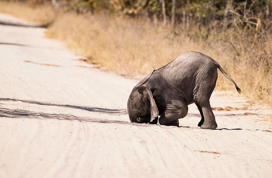 Comedy Wildlife Photo Awards Shortlist