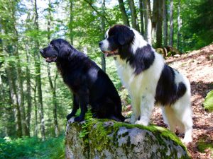 flat-coated-retriever-1579854_1280