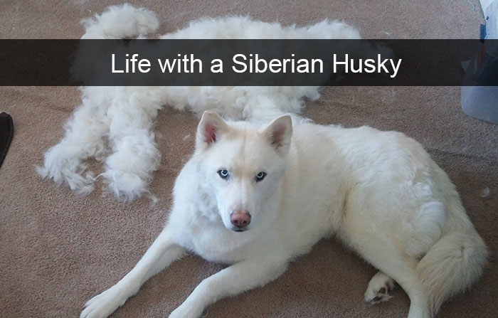 Husky Post