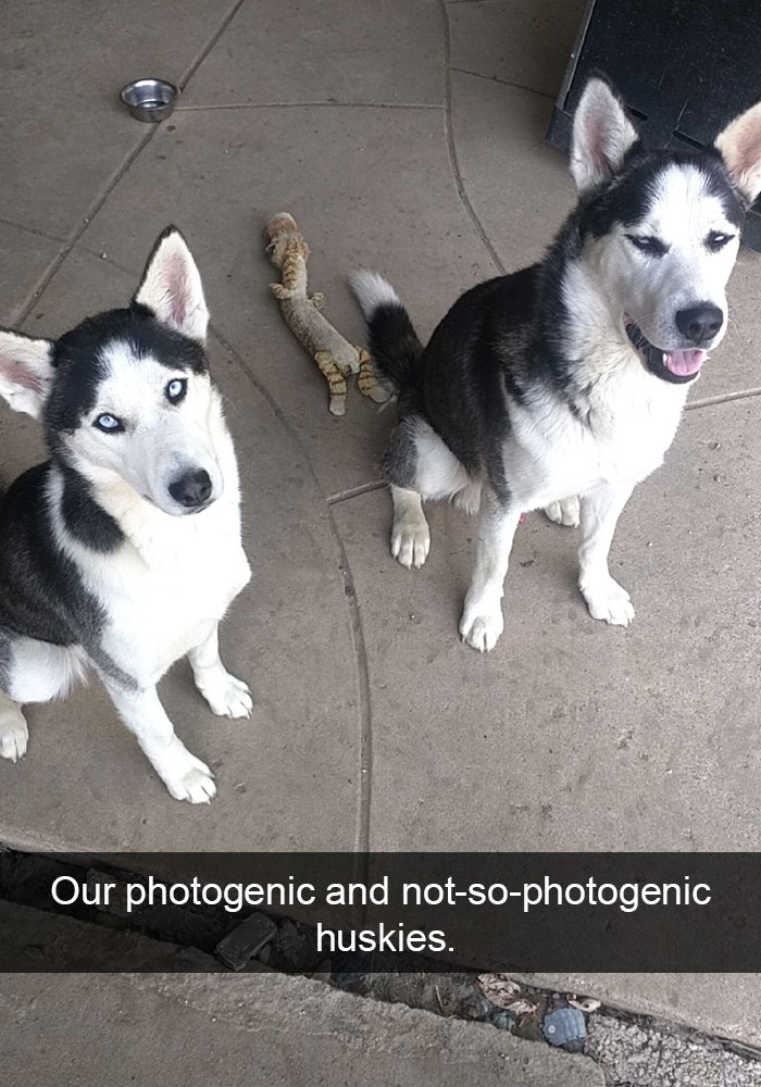 Husky Post