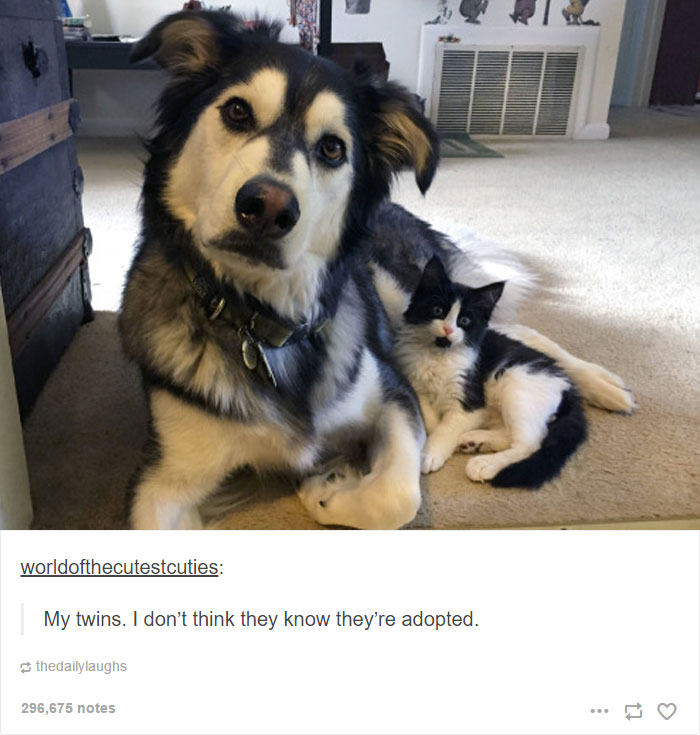 Husky Post