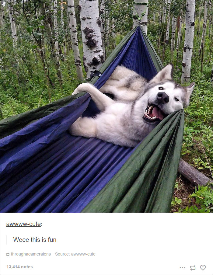 Husky Post