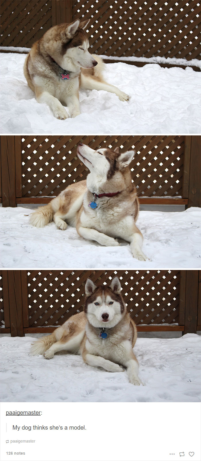 Husky Post