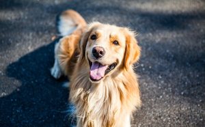 golden-retriever-1059490_960_720