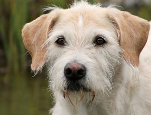 irish-wolfhound-hybrid-billy-615321_1280