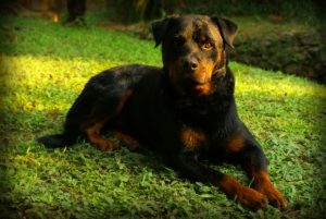 rottweiler-684880_960_720