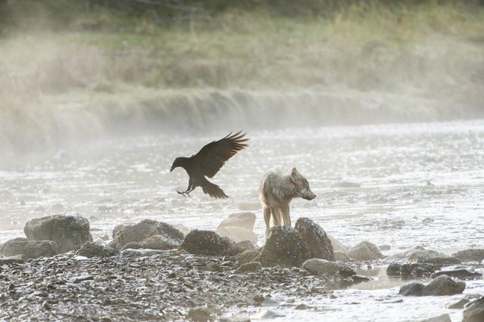 swimming-sea-wolves-pacific-coast-canada-ian-mcallister-1