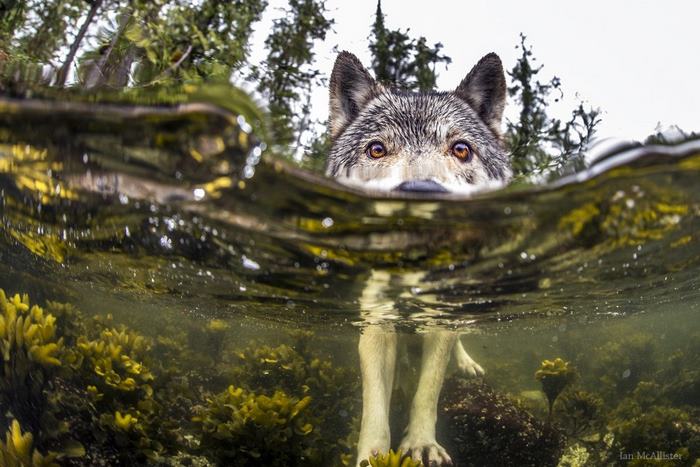 swimming-sea-wolves-pacific-coast-canada-ian-mcallister-5