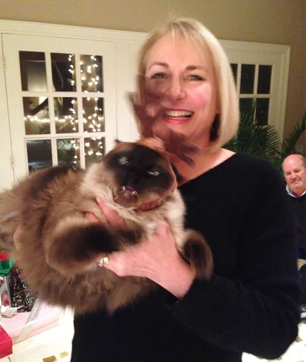 Mom Wanted A Nice Photo With Her Cat In A Reindeer Hat. Nailed It