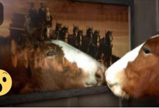 A Smart little Foal Decides To Join Dad, Now Wait Til You See What He Does Next.. My Heart Melted!!