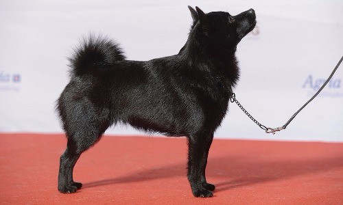 Schipperke