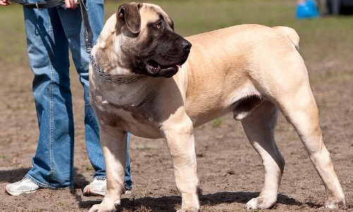 Boerboel - 27 Inches